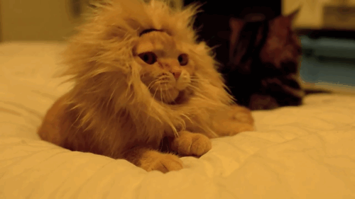 blendover:  The Mini King of the Jungle 