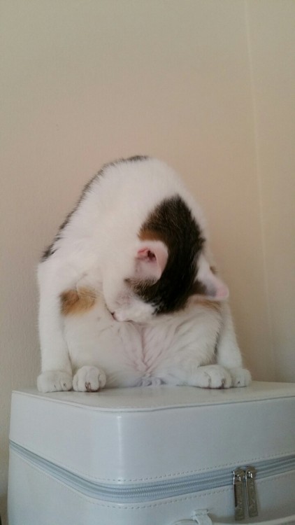 luluthekitten: This is how Rocky uses his feline flexibility to reach the harder to lick places.
