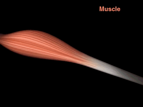 geekysqueaky:  dieselotherapy:  Anatomy of muscle fiber  whoa, this is way cool!  