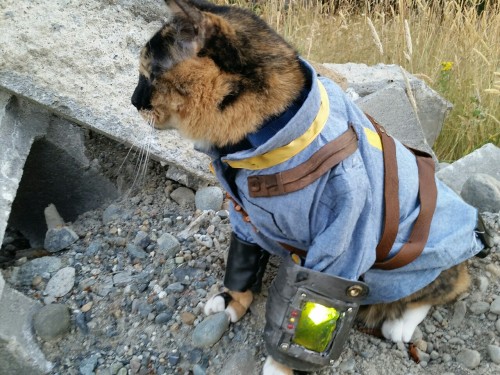 XXX vault-tec-industries:  cat-cosplay:  According photo