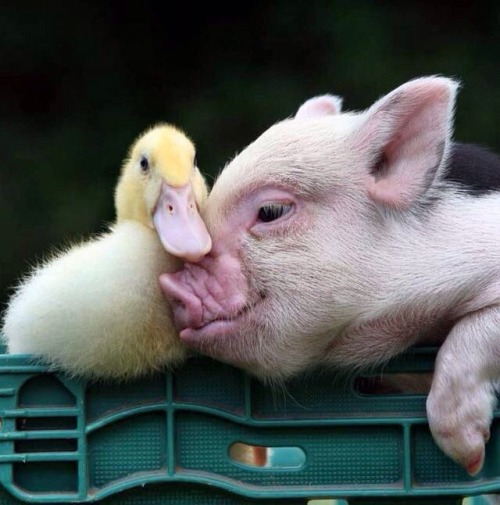 ducklingcentral: justcutepigs: ❤️ pork buddy