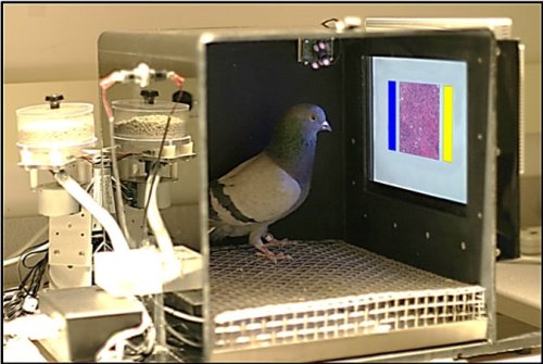 Move over, cancer-detecting dogs and fruit flies - pigeons are now being trained to identify breast 