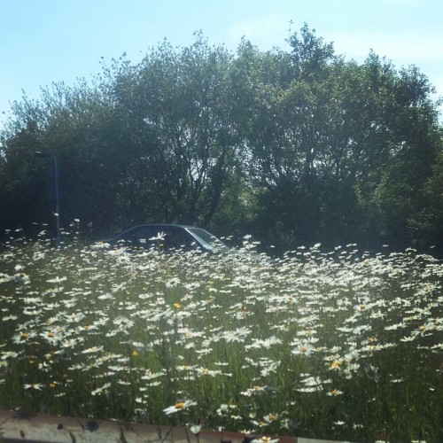 Beautiful Daisies 😊#live #love #flowers #summer #sunnyday