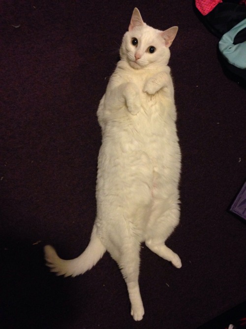 onceuponabeatle:Please look at my cute cat and reblog with a picture of your cute cat