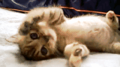thebabyanimals:  beautiful blog full of baby animals!