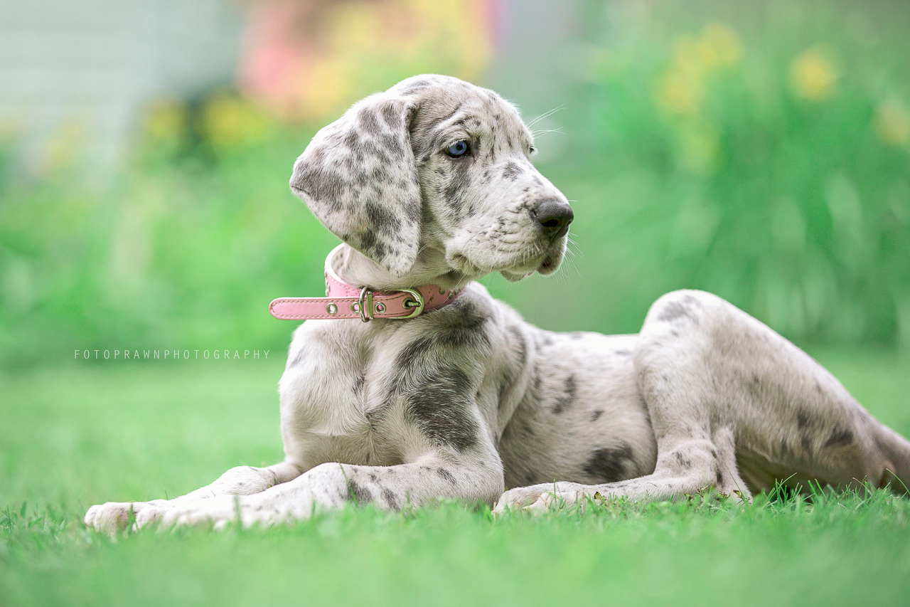 handsomedogs:    Mileena | fotoprawn  