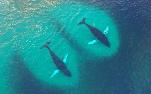 bluecraft5000: sixpenceee: Two whales plowing into a shoal of herring, off the coast of Norway. Pict