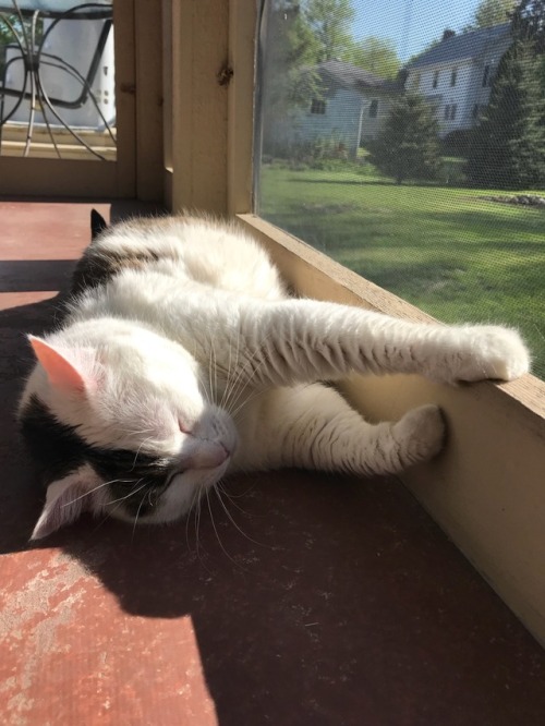 fatcatsnow: IT FINALLY HAPPENED!!! The weather is AMAZING. The sun is OUT. The porch is OPEN. Let th