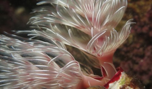 Social Feather Duster Worms (Bispira Brunnea)