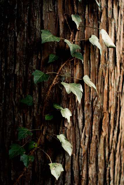 90377:  PhoTones Works #4047 by PhoTones_TAKUMA on Flickr. 