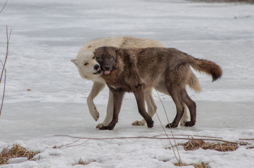 wolveswolves:  By w0lfm@n 