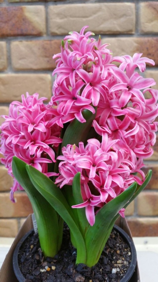 03011944he-blog - Helena