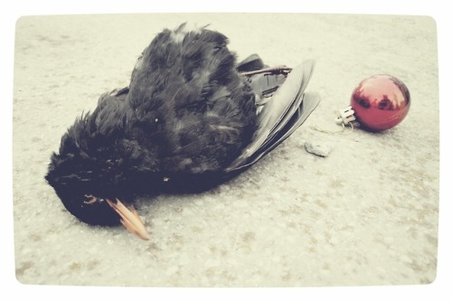 Dead bird with Christmas decoration