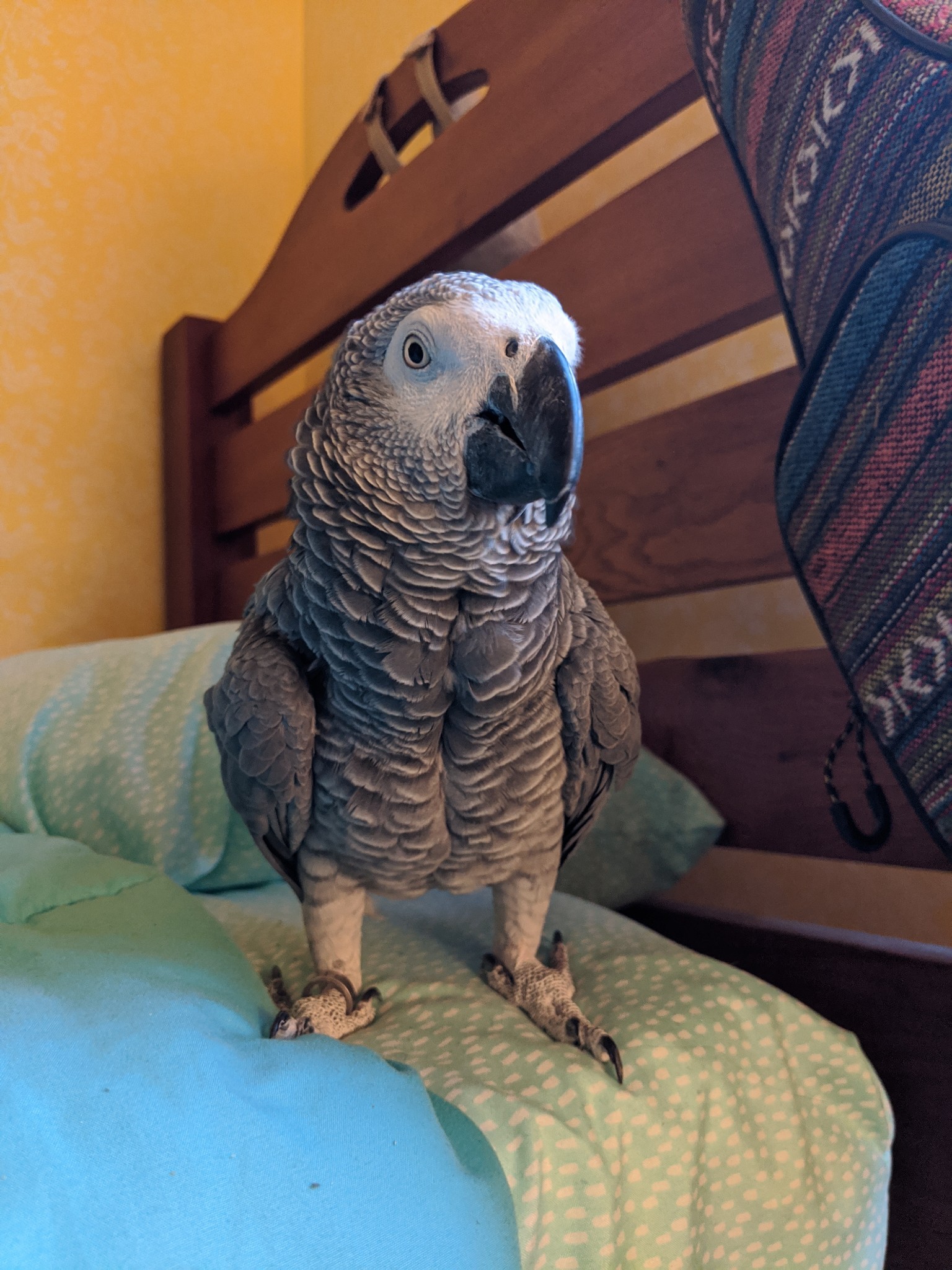 Ripley parrot