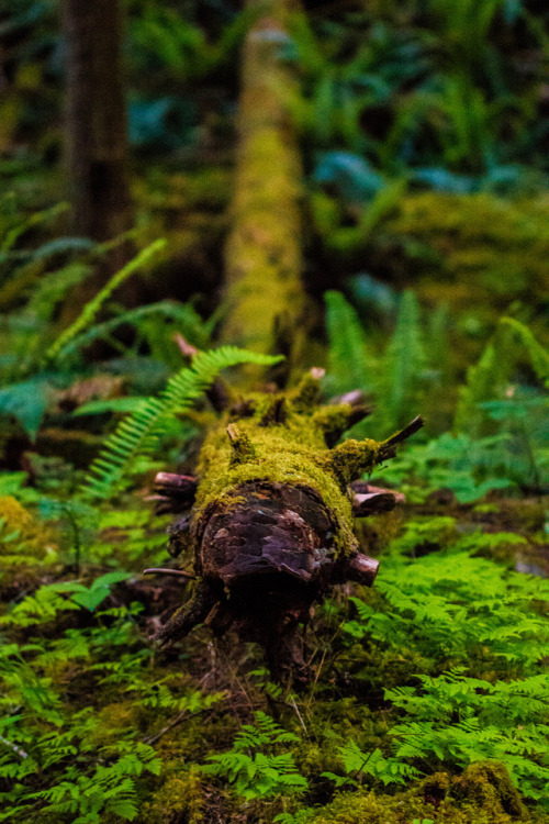 nature-hiking: Fallen Trees 2/? - Olympic National Park, WA, june 2017 photo by nature-hiking