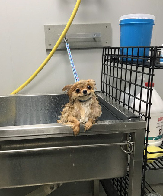 tastefullyoffensive:  “This is fine.” (via fairdefeat)