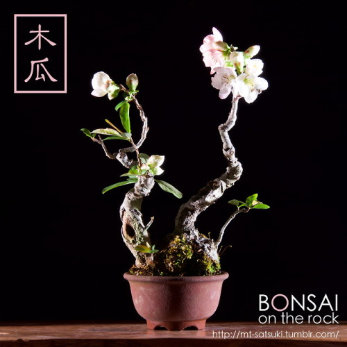 木瓜（ボケ）の盆栽BOKEH, Japanese Quince bonsai2018.4.7 撮影bonsai on the rock| Creema | BASE | Zazzle.co.jp | 