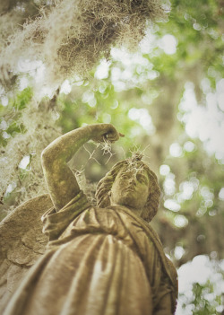 hueandeyephotography:  Angel Statue with Spanish Moss, Bonaventure Cemetery, Savannah, GA © Doug Hickok  All Rights Reserved hue and eye daily photo blog hue and eye tumblr the peacock’s hiccup, my art blog