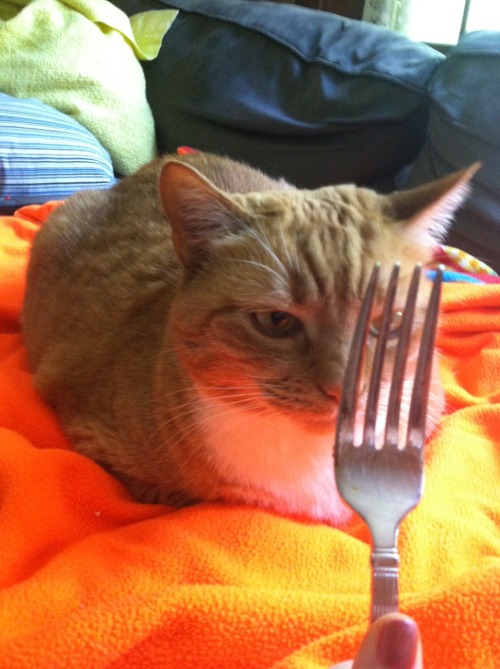 theanti90smovement: ouroboros-complex: theanti90smovement: my cat and a fork it is called art Lines 