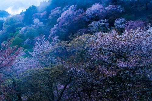 Yoshino hills yozakura (cherry trees by night), pictured by v0_0v______mk