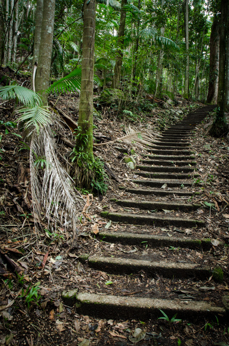 oceaniatropics:   Wollumbin National Park, NSW, Australia  ❁❁ tropical blog, following back everyone