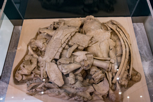 Look what they did with the horse.Horse remains from a sacrificial burial, Museum Heraklion.