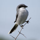 puzzledshrike avatar