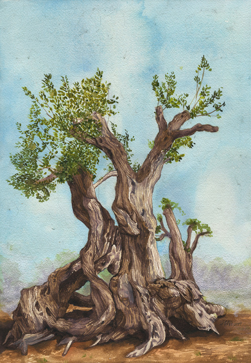 an ancient olive tree for Isabella