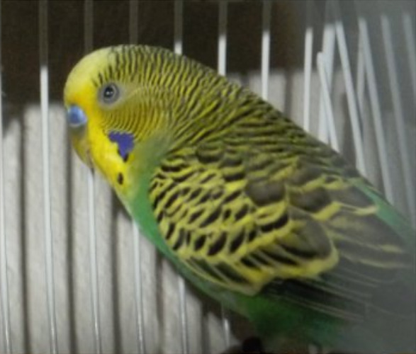 sushiandpie:  EMERGENCY BIRD ADOPTION! a fellow artist on Fur Affinity is going to