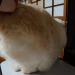 straycatj:ふかふか…Fluffy&hellip; 
