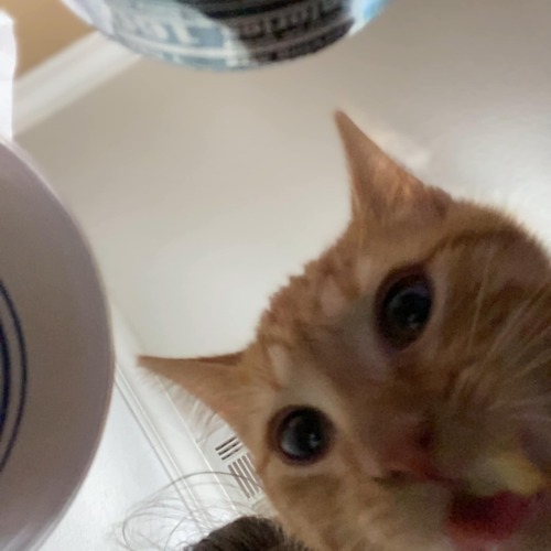 A Whole 30 Second Screenshot Sequence Of My Cat Eating A French Fry.