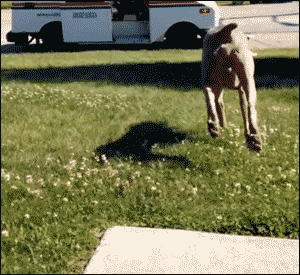 welele:  El único perro del mundo que no mata a los carteros