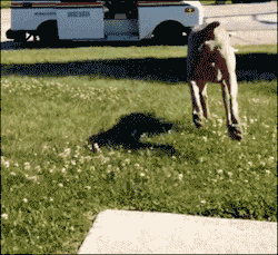 welele:  El único perro del mundo que no mata a los carteros