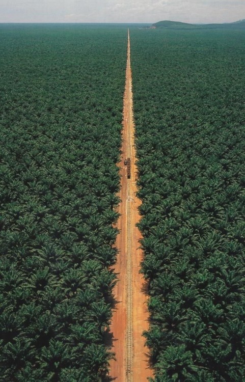 shitfucktory:Even with new plantations you can destroy nature.