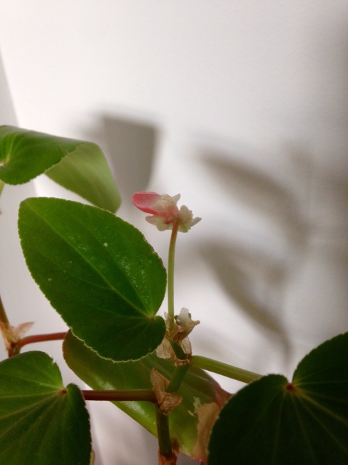 Also, a singular flower from my begonia. It got pretty beat-up in transit so this is a promising sig