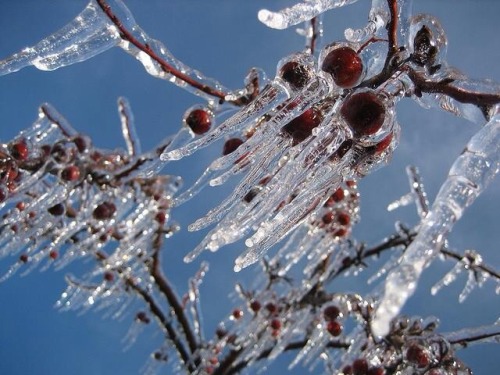 behind-the-musgo: Frozen cherry