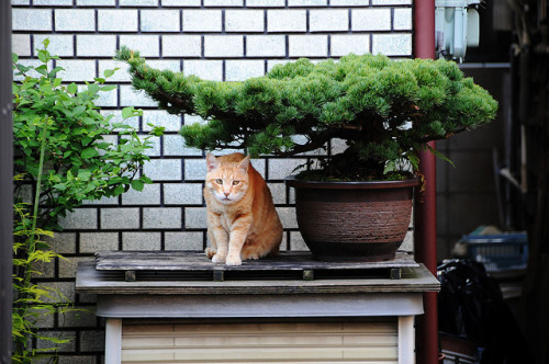 BONSAI CAT