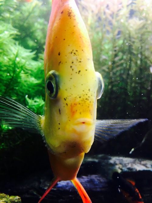 thatfishblog: He loves to get as close as possible to the camera as he can.