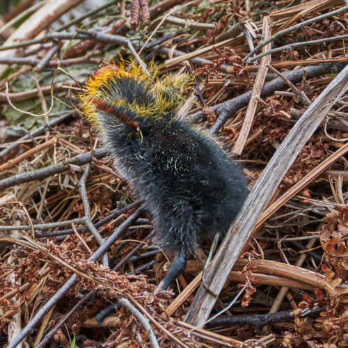 The first adventure of a little coot