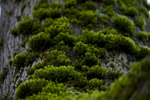 Moss on tree trunk by Michael Szumielewski on Flickr.
