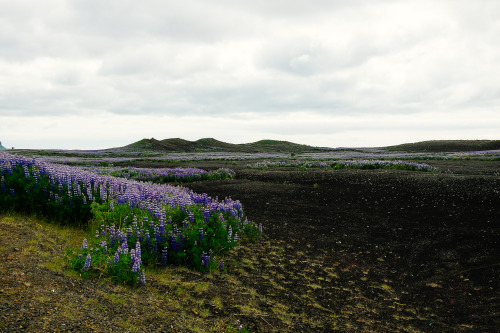 Vík í Mýrdal, Iceland.