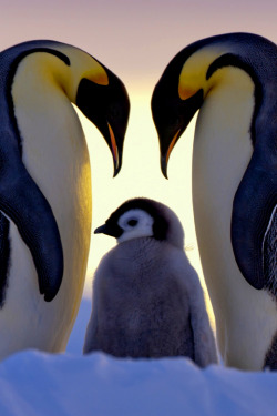 haruka-nature:  penguin 