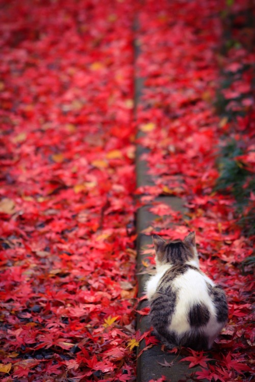 mistymorningme:Autumn leaves Nyanko © Ryomaypapa