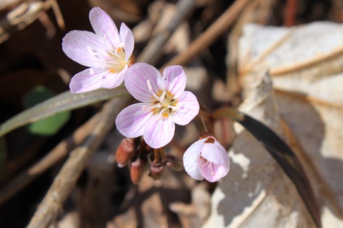 Claytonia virginica from earlier this spring.