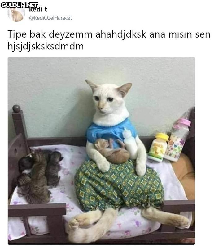 kedi t @KediOzelHarecat...