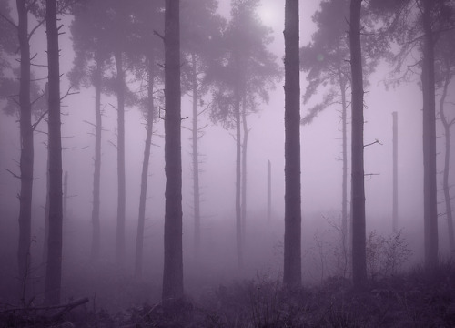 Amethyst fog by KENNETH BARKER