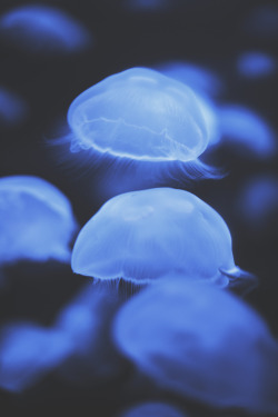 teapalm:  (Tasha Marie) jellyfishmy favourite animal