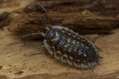 woodlice plushie