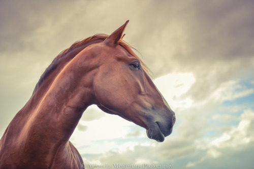 horsephotography1:  Forever Yours © Alexandra Meulemans Equine Photography All rights reserved  (Fee