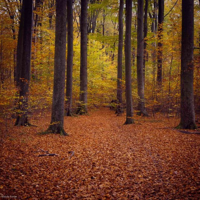 A last bunch of autumn photos from the last 10 days from different walks and places around. Now the most leaves are gone ...